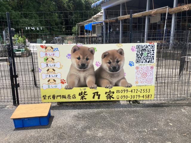 柴犬専門犬舎　柴乃家