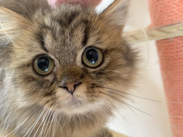 ミヌエット（旧ナポレオン）