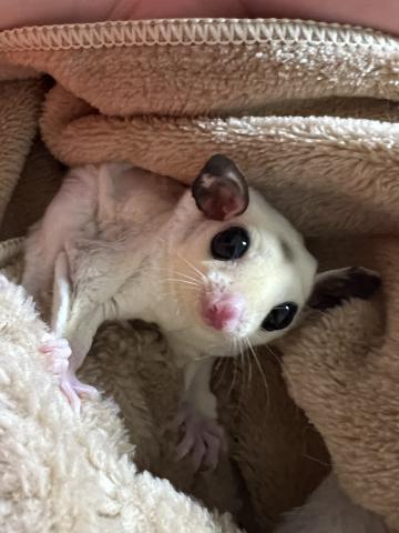 プラチナモザイク