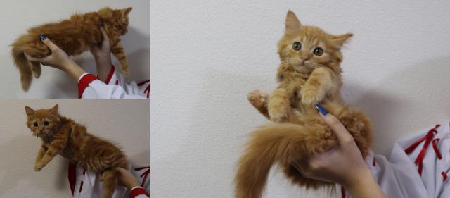 ミヌエット（旧ナポレオン）中足