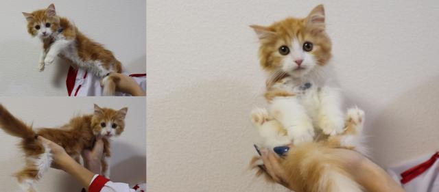 ミヌエット（旧ナポレオン）中足