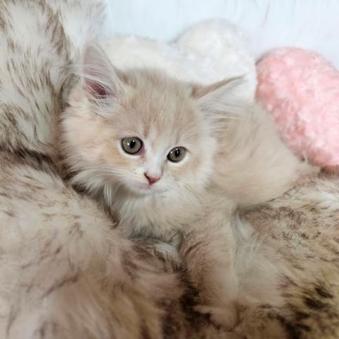 サイベリアン対象の子猫♡当日見学・お引渡しできます♡うちわ