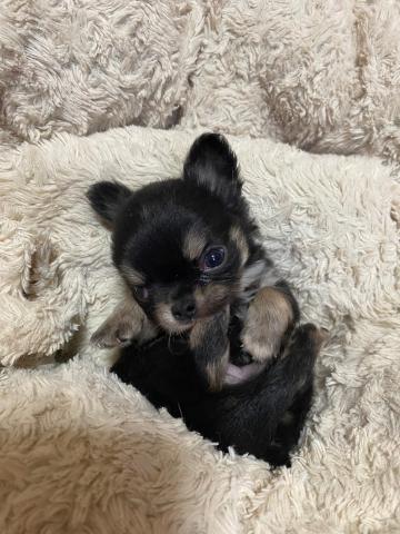 チワワ（ロングコート）