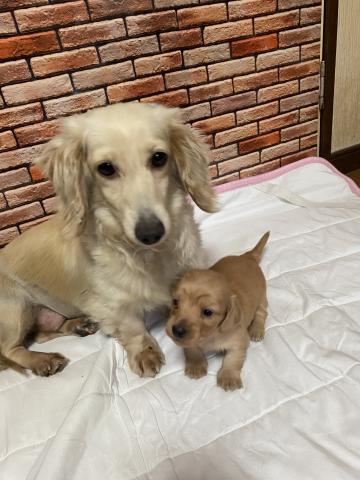 ミニチュアダックスフンド