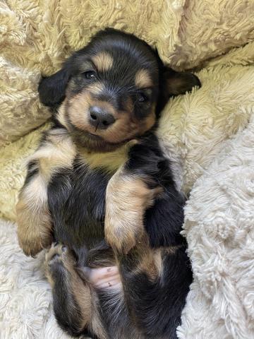 ミニチュアダックスフンド