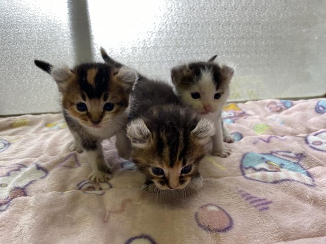 アメリカンカール