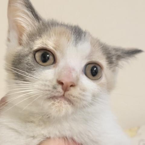 ブリティッシュショートヘア