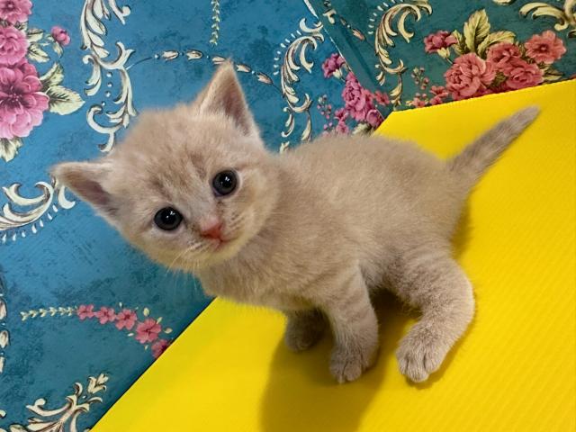 スコティッシュフォールドモデルナちゃんbaby(立ち耳)