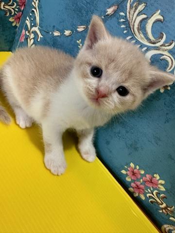 スコティッシュフォールドモデルナちゃんbaby(立ち耳)