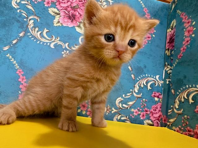 スコティッシュフォールドモデルナちゃんbaby(立ち耳)