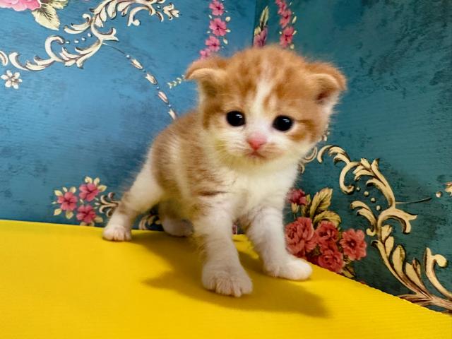 スコティッシュフォールドモデルナちゃんbaby(折れ耳)