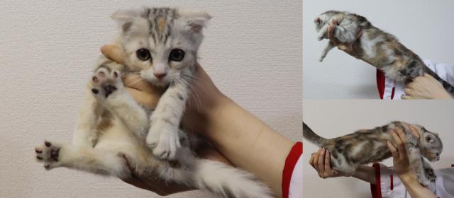 ジェネッタ中足