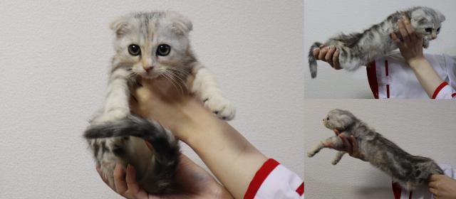 ジェネッタ中足