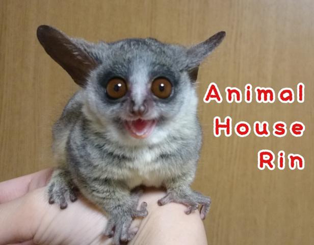 Animal House 凜