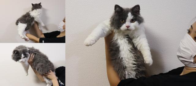 セルカークレックス