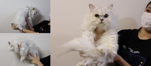 ペルシャ・ヒマラヤン