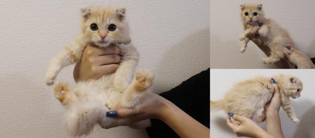 スコティッシュフォールド