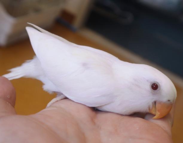 コザクラインコ　