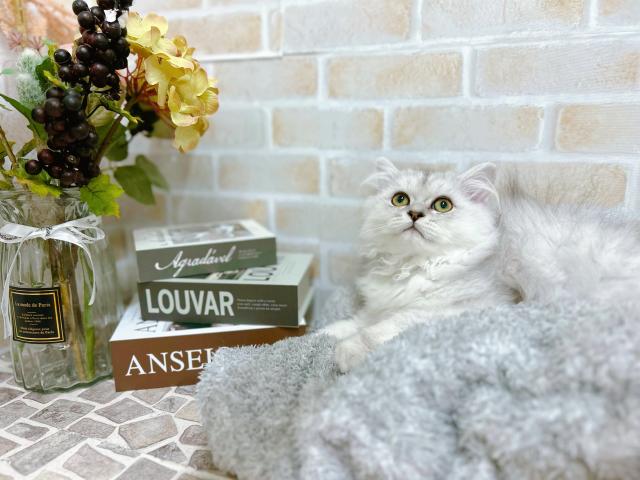 ペルシャ・ヒマラヤン