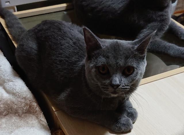 ブリティッシュショートヘア