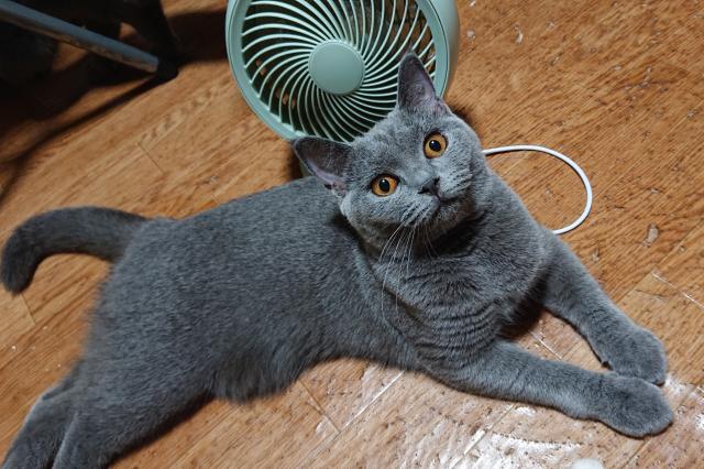 ブリティッシュショートヘア