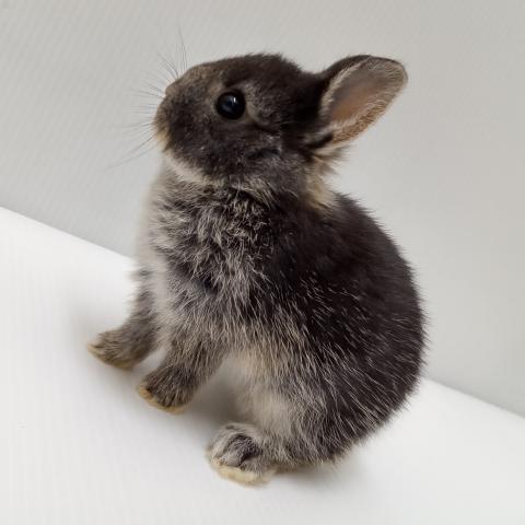 ミニウサギ