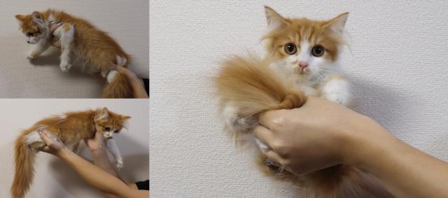 ミヌエット（旧ナポレオン）中足