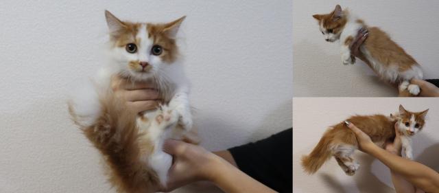 ミヌエット（旧ナポレオン）短足