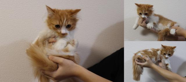 ミヌエット（旧ナポレオン）短足