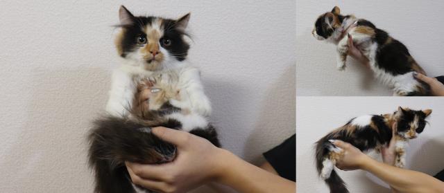 ミヌエット（旧ナポレオン）短足