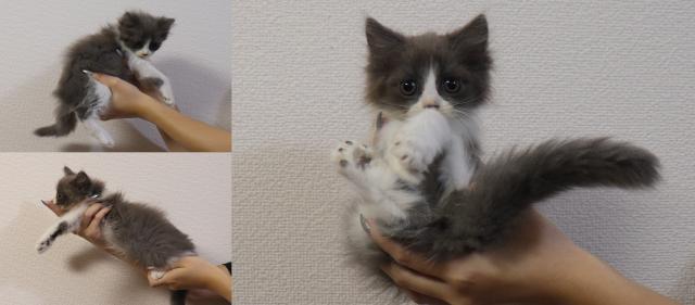 マンチカン中足