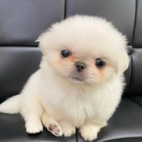 ペキニーズ