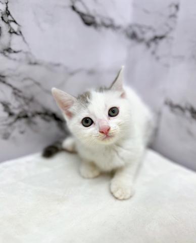 スコティッシュフォールド【動画あり】尻尾の縞々が特徴的！遊ぶの大好きなネコちゃんです
