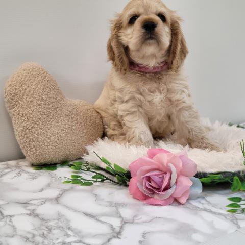 アメリカンコッカースパニエル