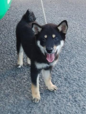 柴犬
