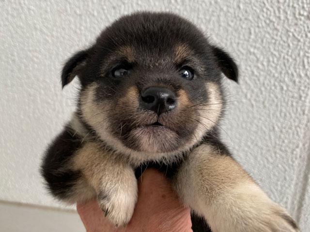 柴犬