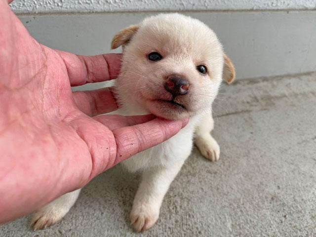 柴犬