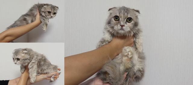 マンチカン短足