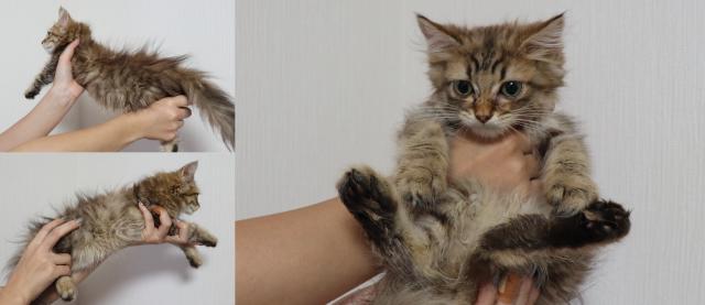 マンチカン短足