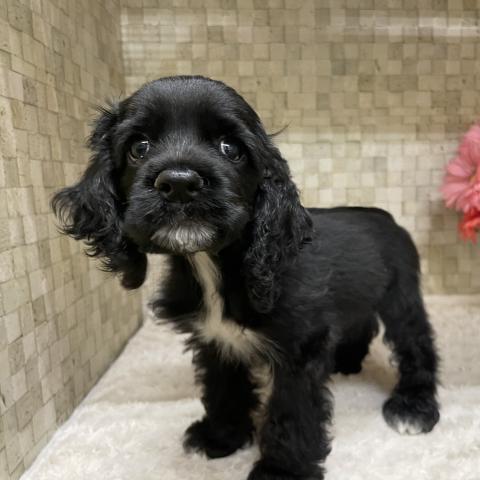 アメリカンコッカースパニエル