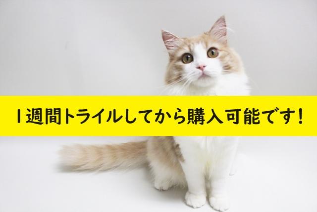 $variety 💕猫アレルギー有る方にお勧め猫種💕