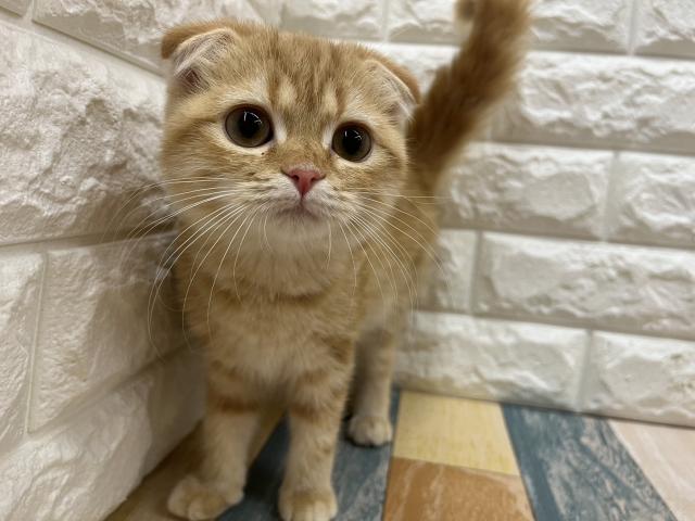 スコティッシュフォールド