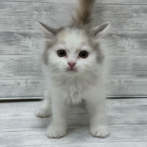スコティッシュフォールド