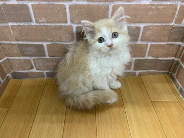 ノルウェージャンフォレストキャット