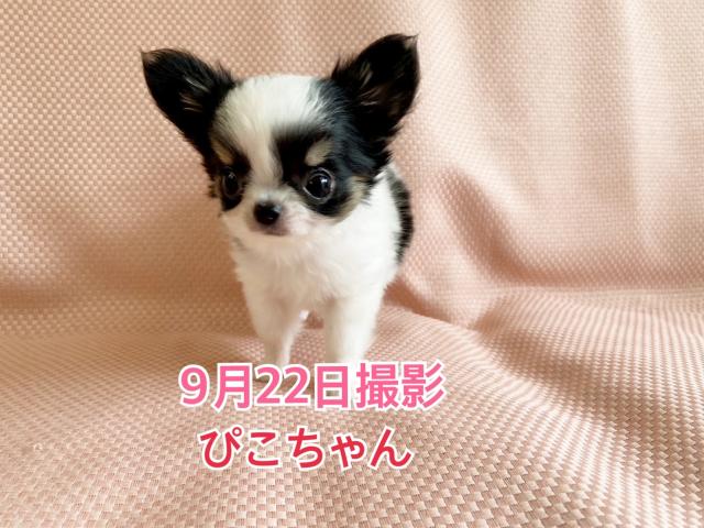 チワワ（ロングコート）