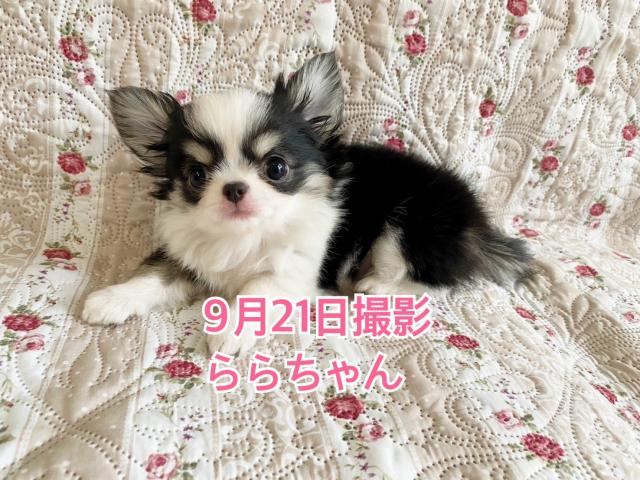 チワワ（ロングコート）