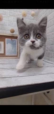 ブリティッシュショートヘア