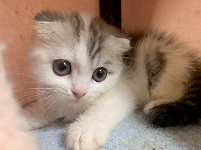 スコティッシュフォールド