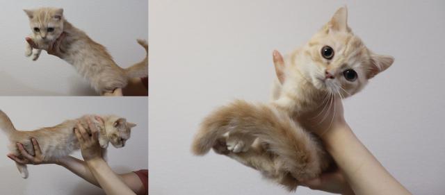 マンチカン中足