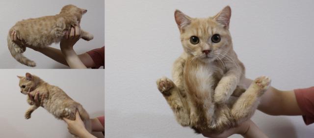 マンチカン短足